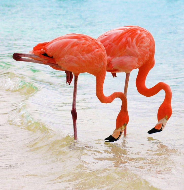 flamingo-5.thumb.jpg.31d85330b691d1f457ff1535499e6f9e.jpg