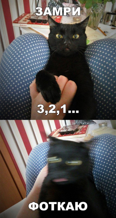 котофот.jpg