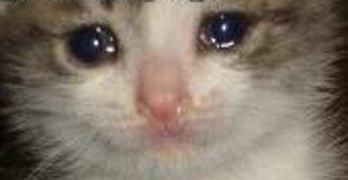 Crying-Cat-Meme-02.jpg.da270226edca52afea77104fe2d5804d.jpg