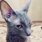 TigerCat7