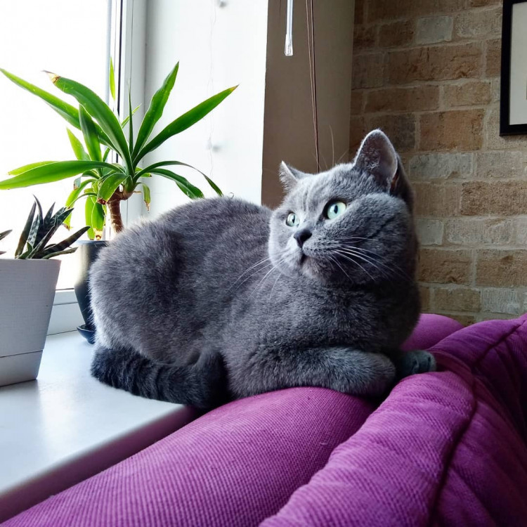 Честер 2018 1.jpg