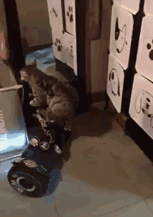 Cat_Skate.gif.b027293dc85c0cedcfcb5a64b53ebd82.gif