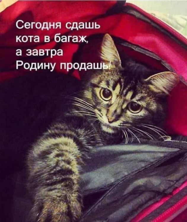 котбагаж.jpg