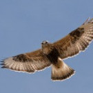 eleron421