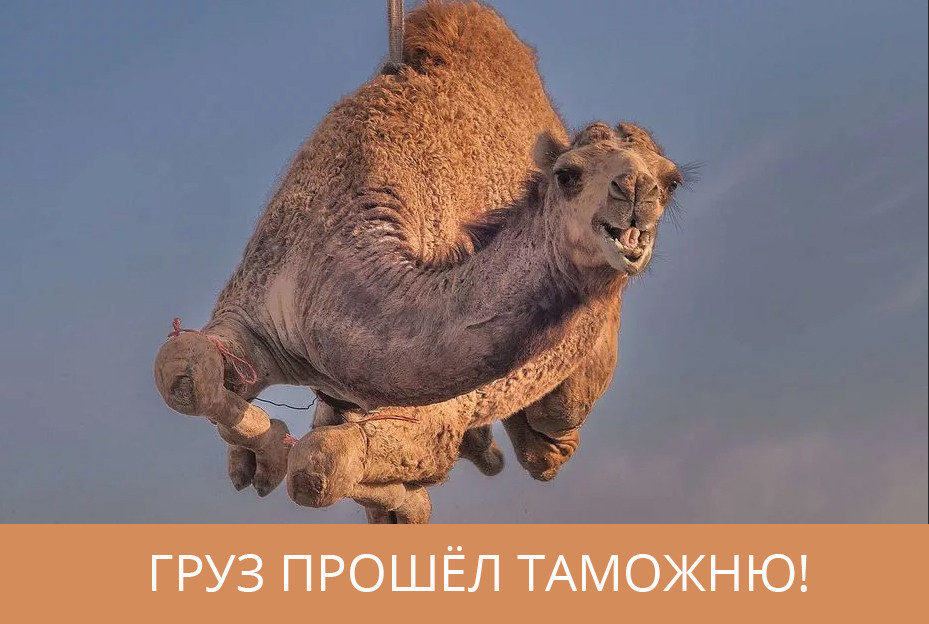 custom_camel.jpg.0ccd0695cb03dbc268e80e72e9269f0d.jpg