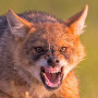 Coyote