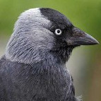 =TH=Jackdaw