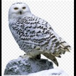ArcticPilot