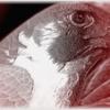 RR_Vespertinus