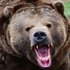 Russbear