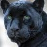 =WS=Panther