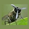 Elcoyote