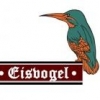 JGr8_Eisvogel