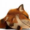 =Red-Fox=Denis-