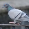 ad0t