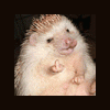 podvoxx