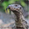 Varan