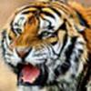 777_crimeatiger
