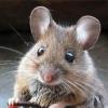 maus