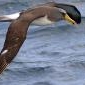 Albatrosse