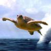 Tortuga
